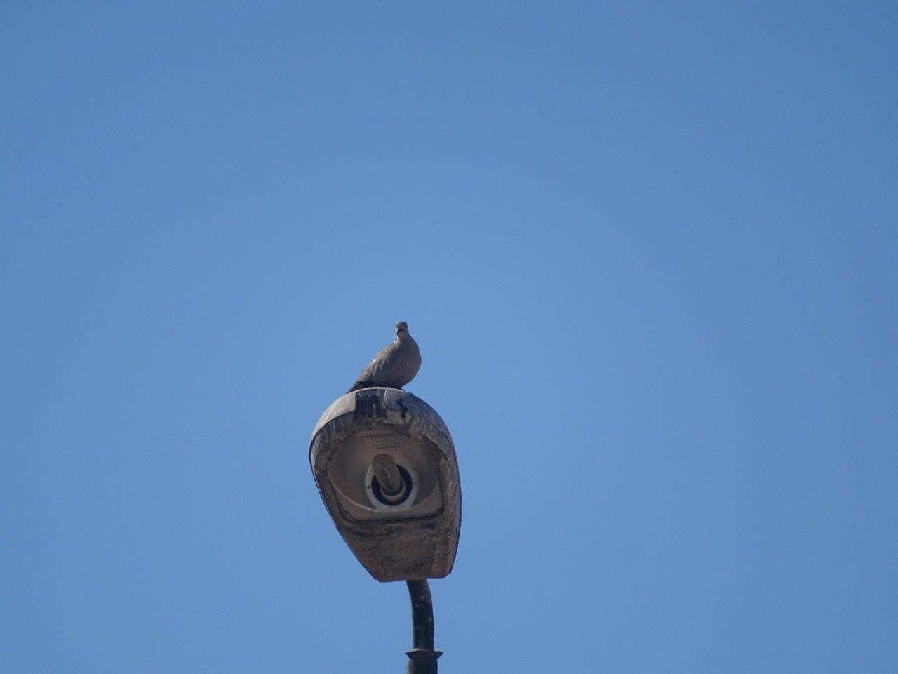 Bensergao - Barbary dove