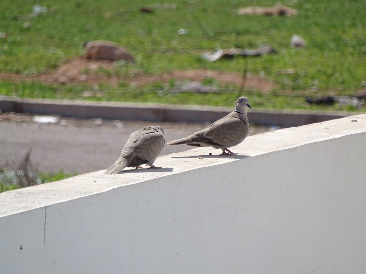 Bensergao - Barbary dove