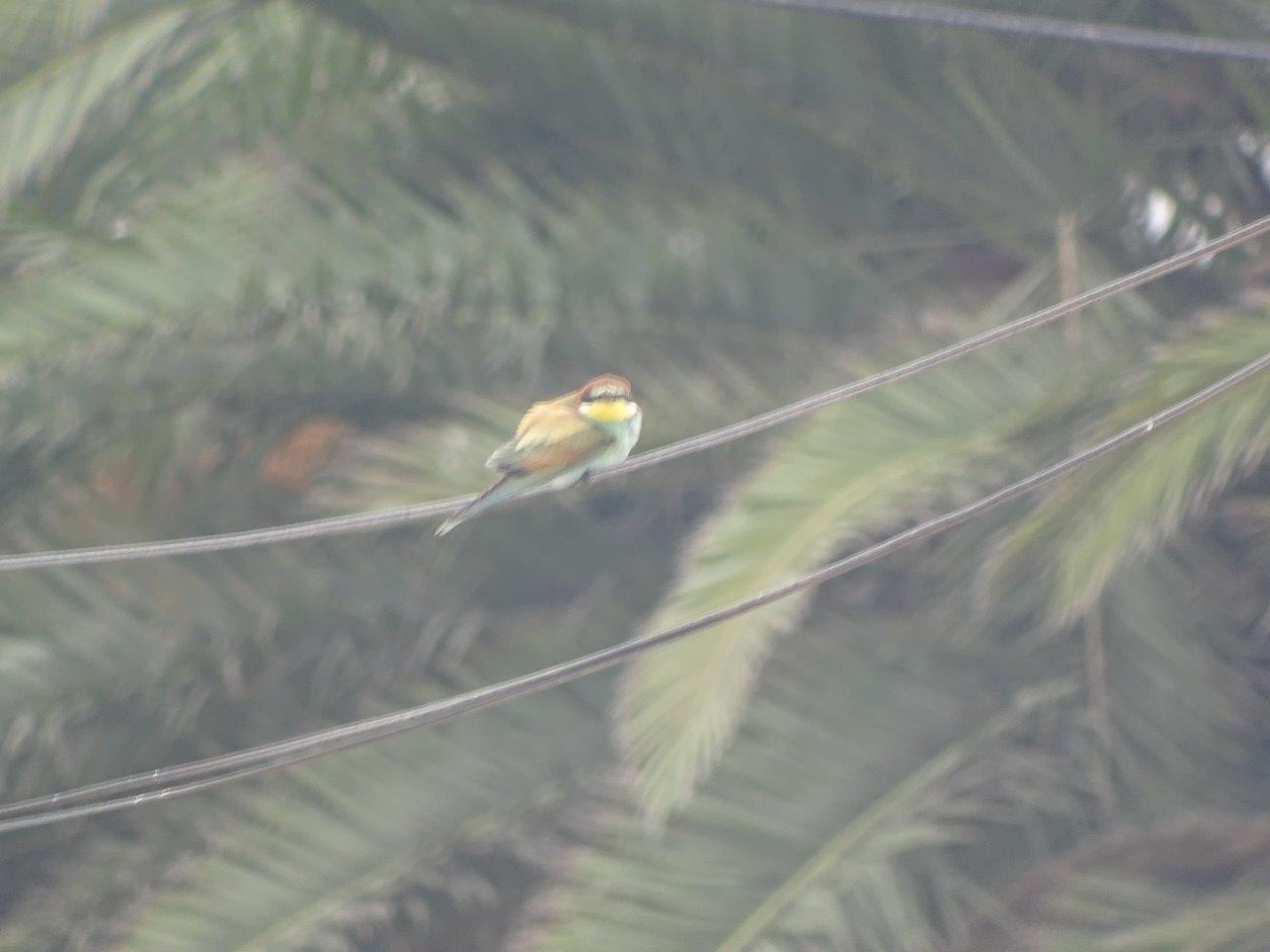 Bensergao - European bee-eater