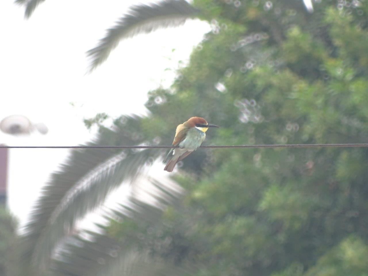 Bensergao - European bee-eater