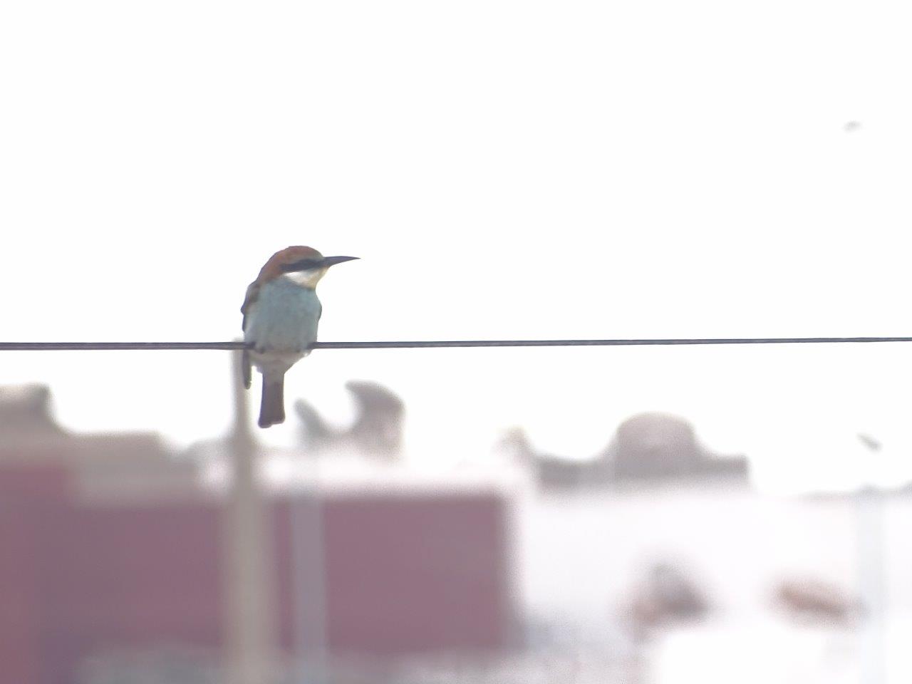 Bensergao - European bee-eater