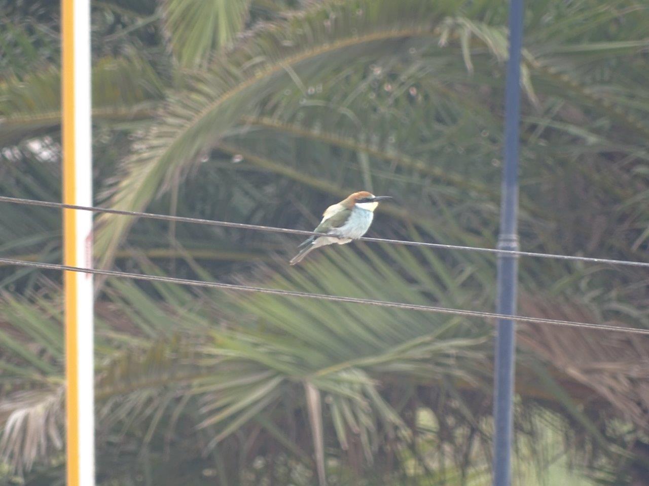 Bensergao - European bee-eater