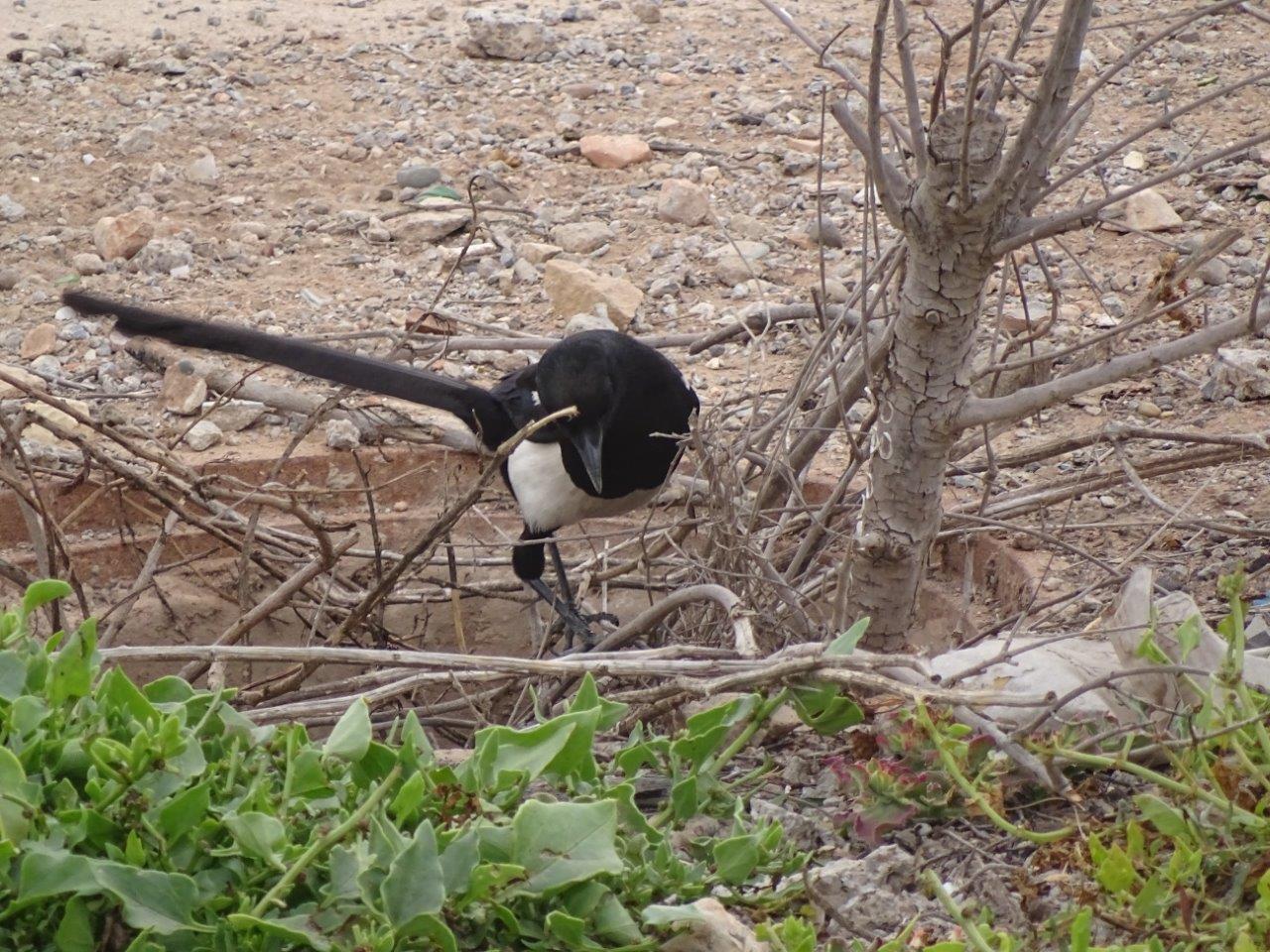 Bensergao - Maghreb magpie