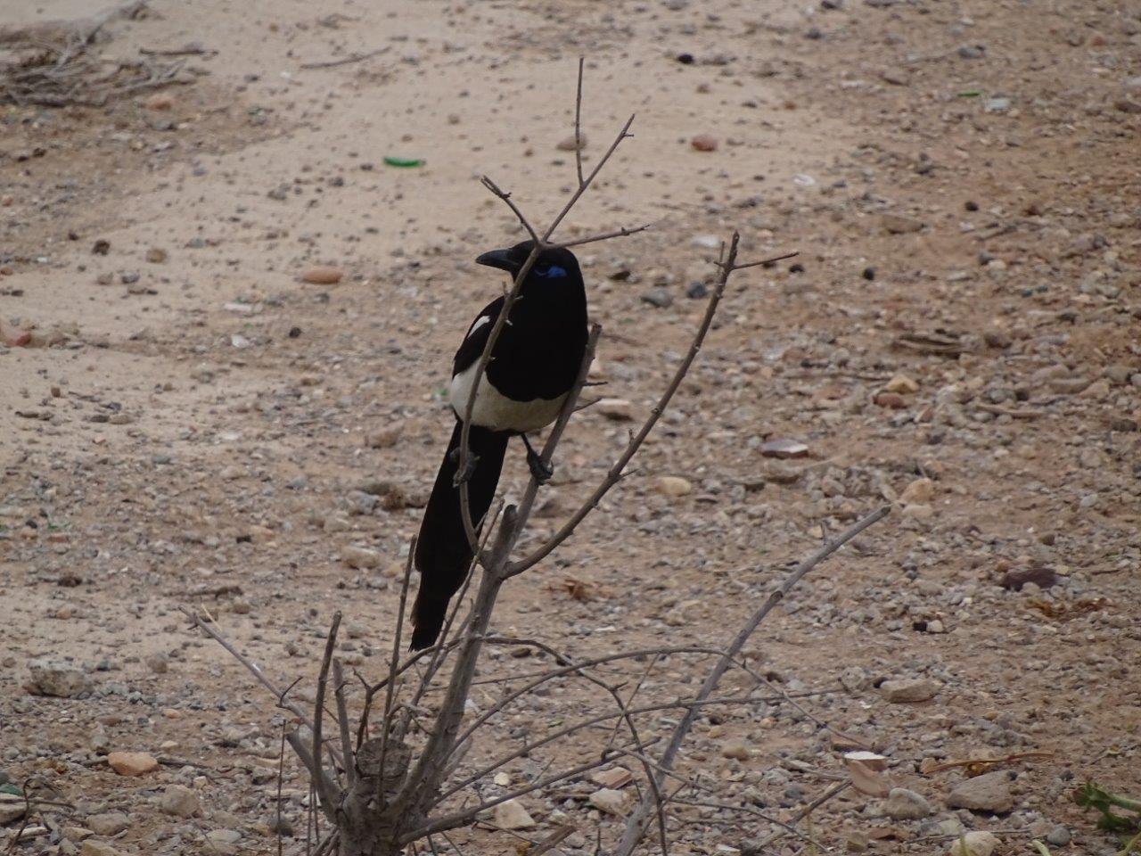 Bensergao - Maghreb magpie