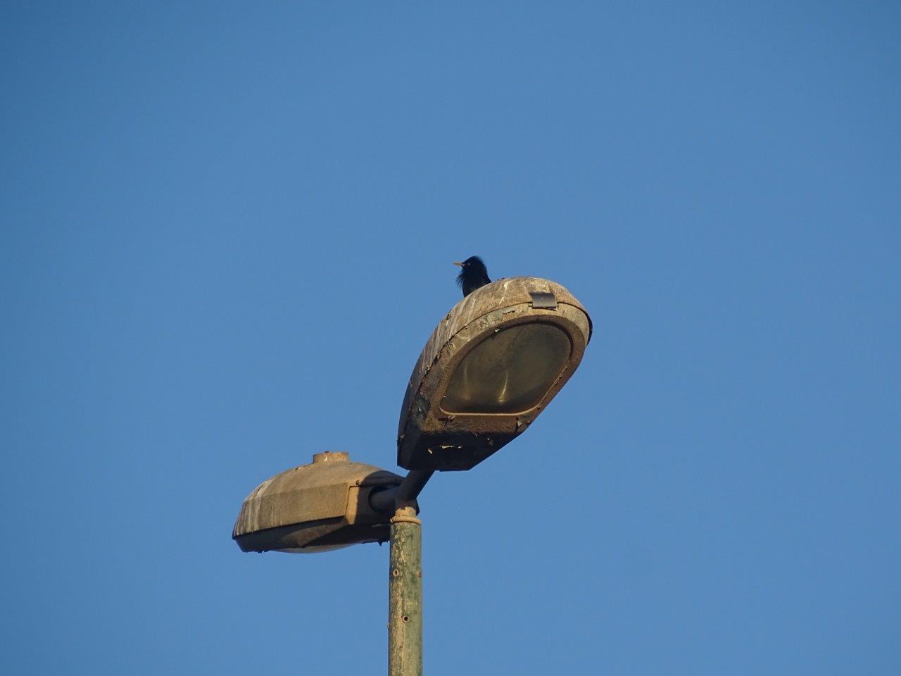 Bensergao - Spotless starling