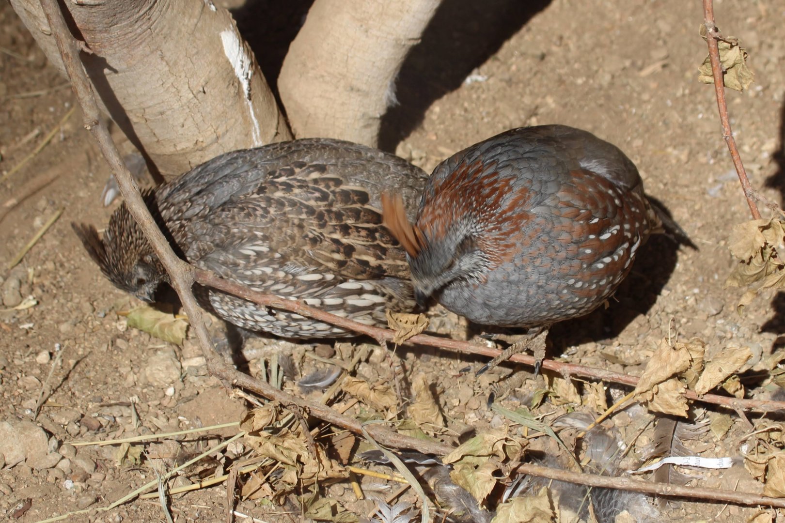 Benson's Quail