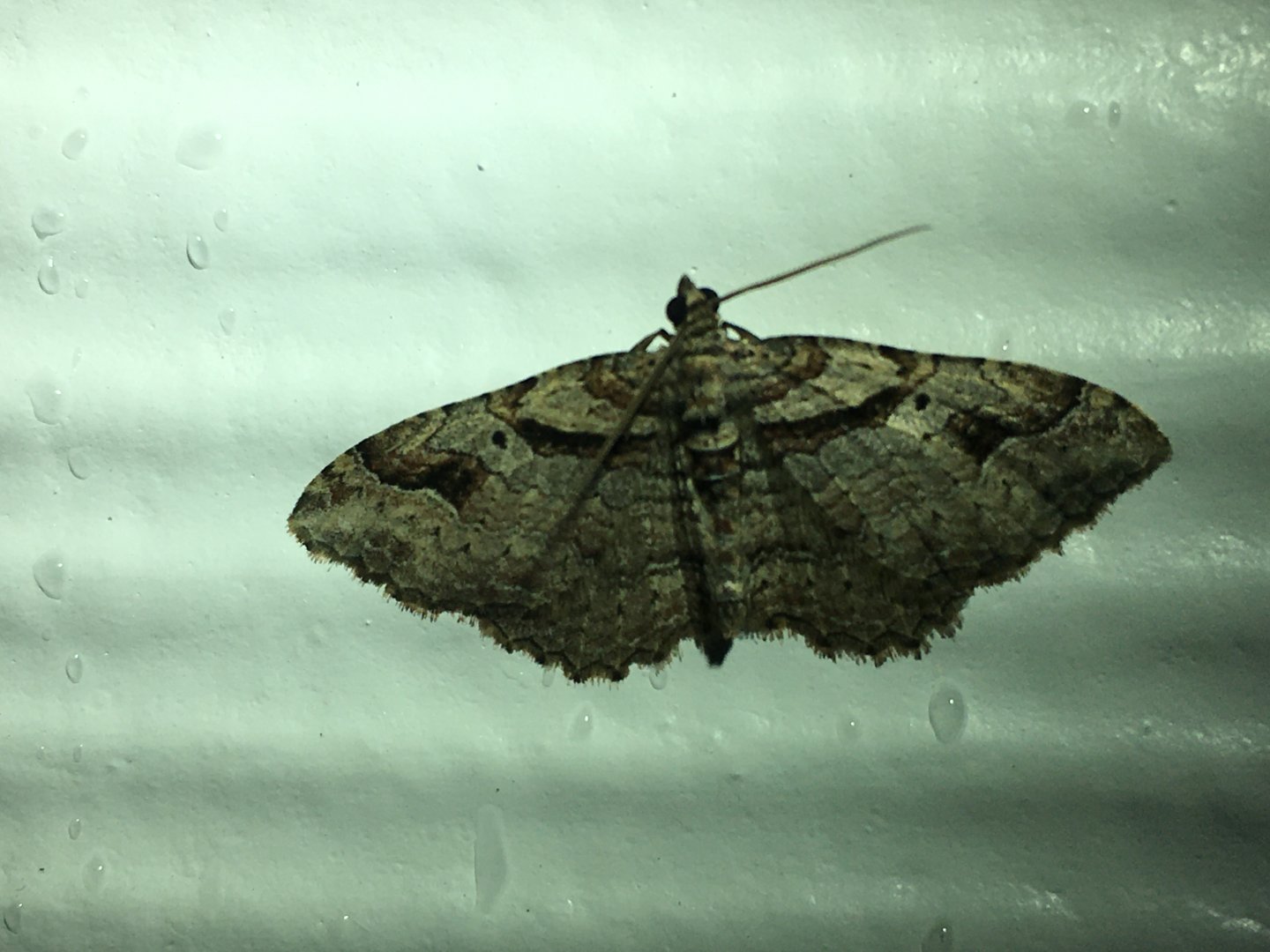 Bent-Line Carpet Moth (Costaconvexa centrostrigaria)