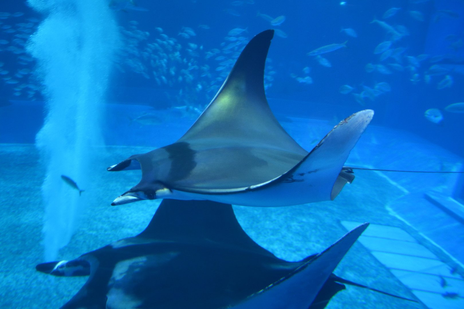 Bentfin devil ray (Mobula thurstoni)