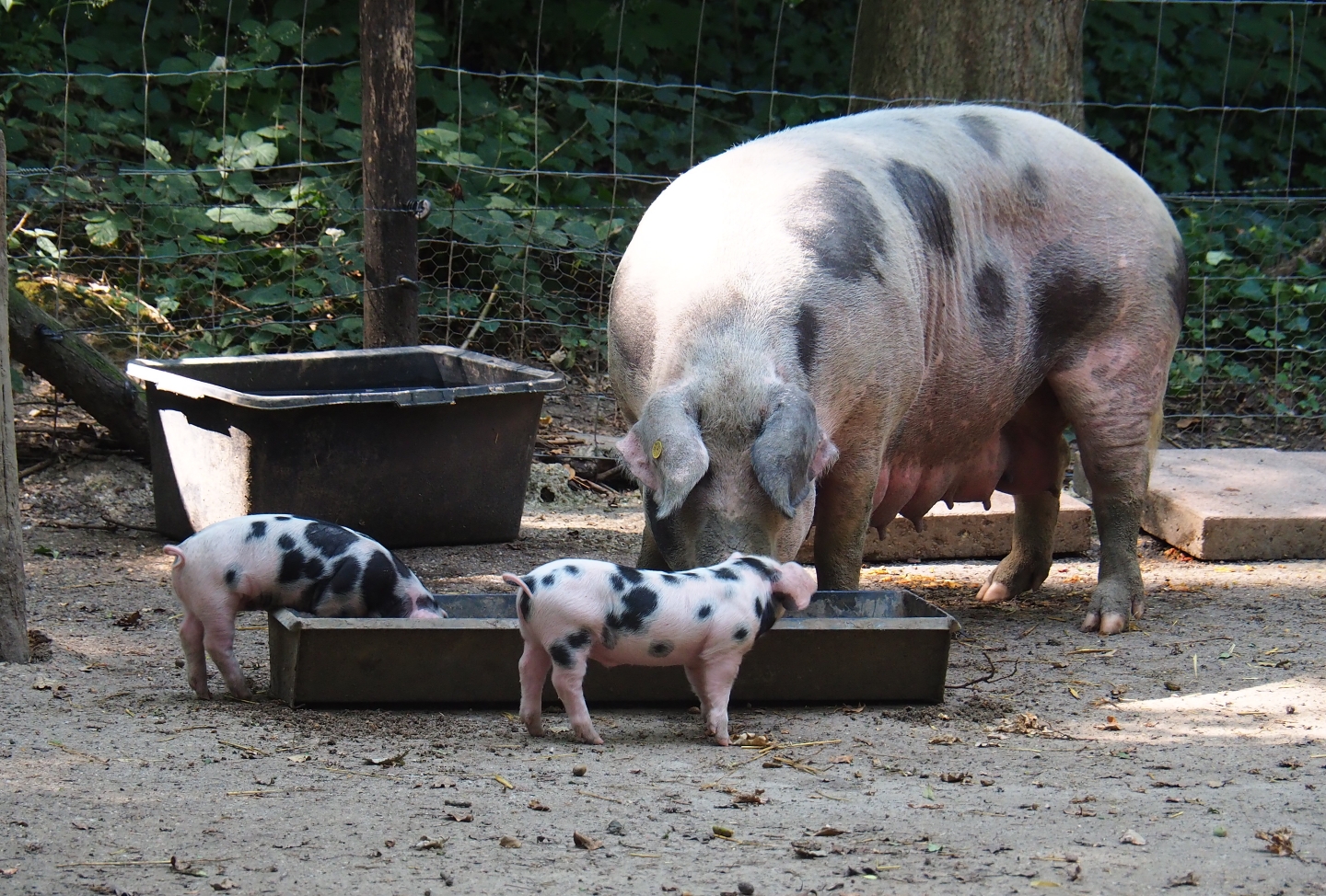 Bentheim black pied pig sow and piglets (Sus scrofa domestica), Aug 28th, 2018