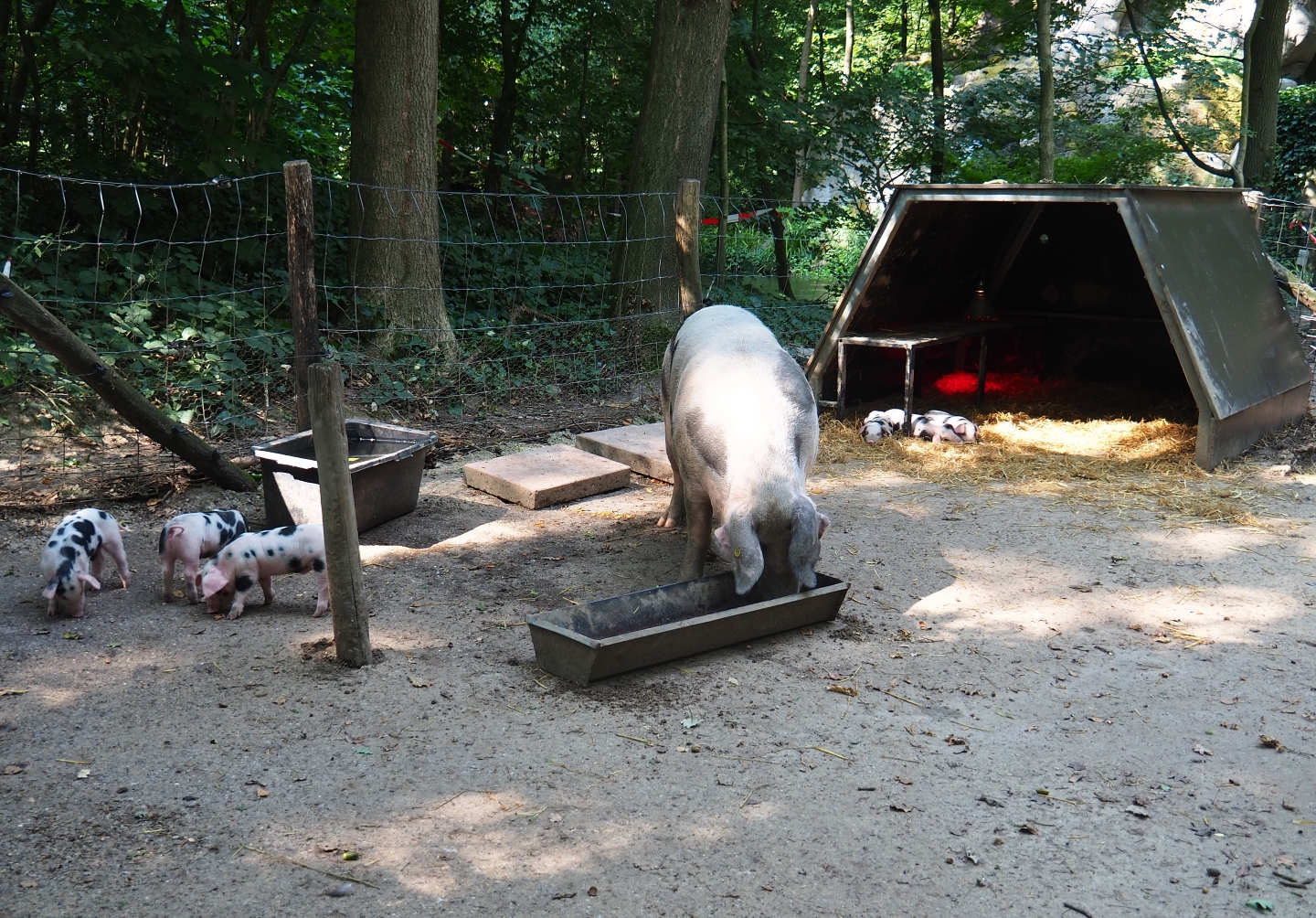 Bentheim black pied pig sow and piglets (Sus scrofa domestica), Aug 28th, 2018