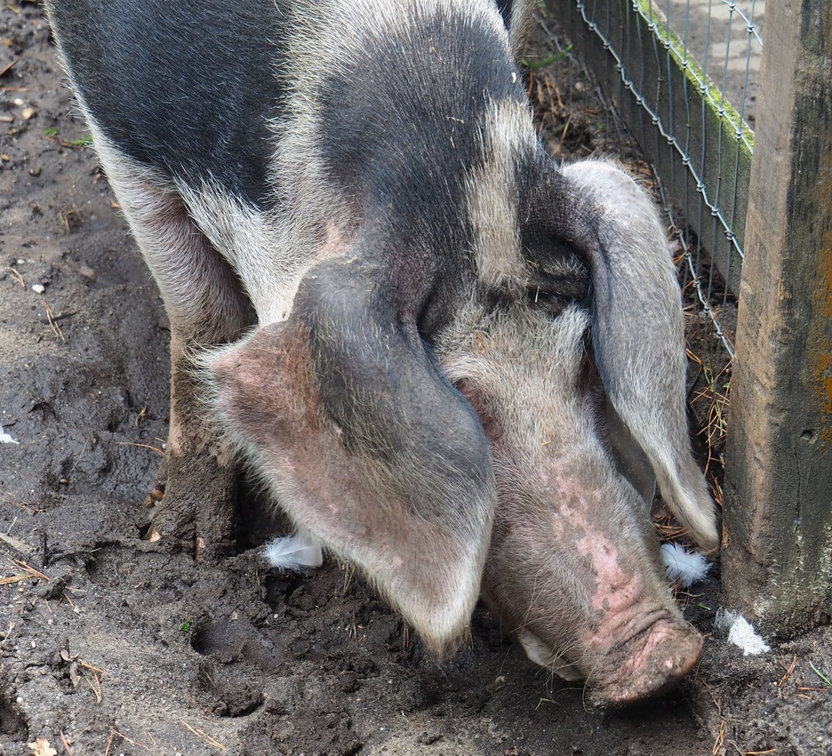 Bentheim black pied pig (Sus domesticus), 2023-09-24