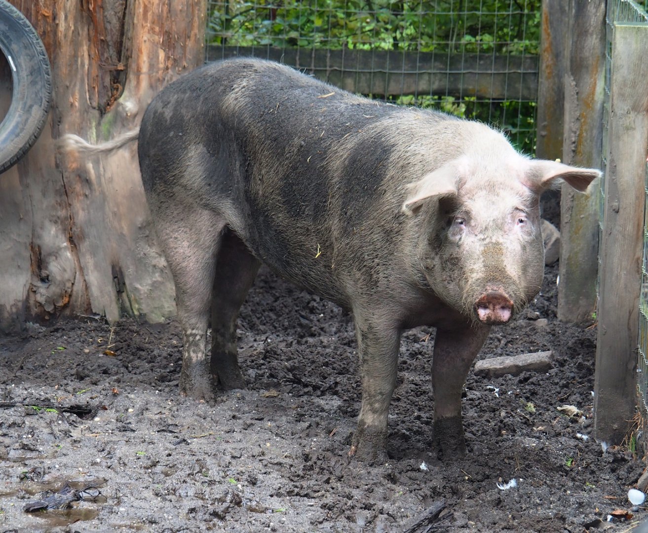 Bentheim black pied pig (Sus domesticus), 2023-09-24