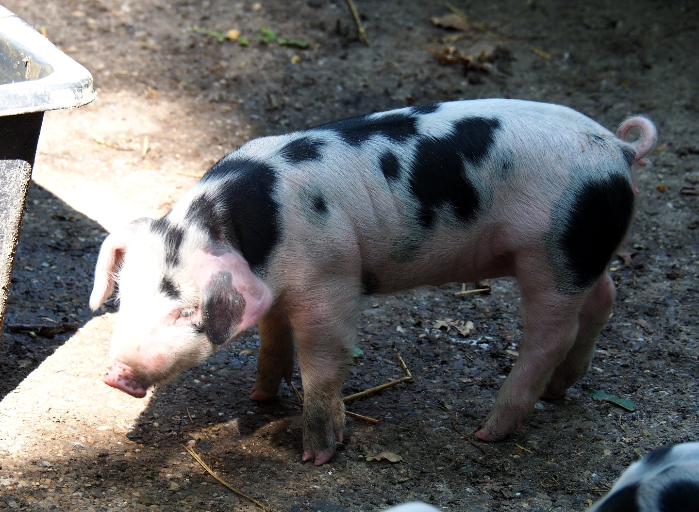 Bentheim black pied piglet (Sus scrofa domestica), Aug 28th, 2018