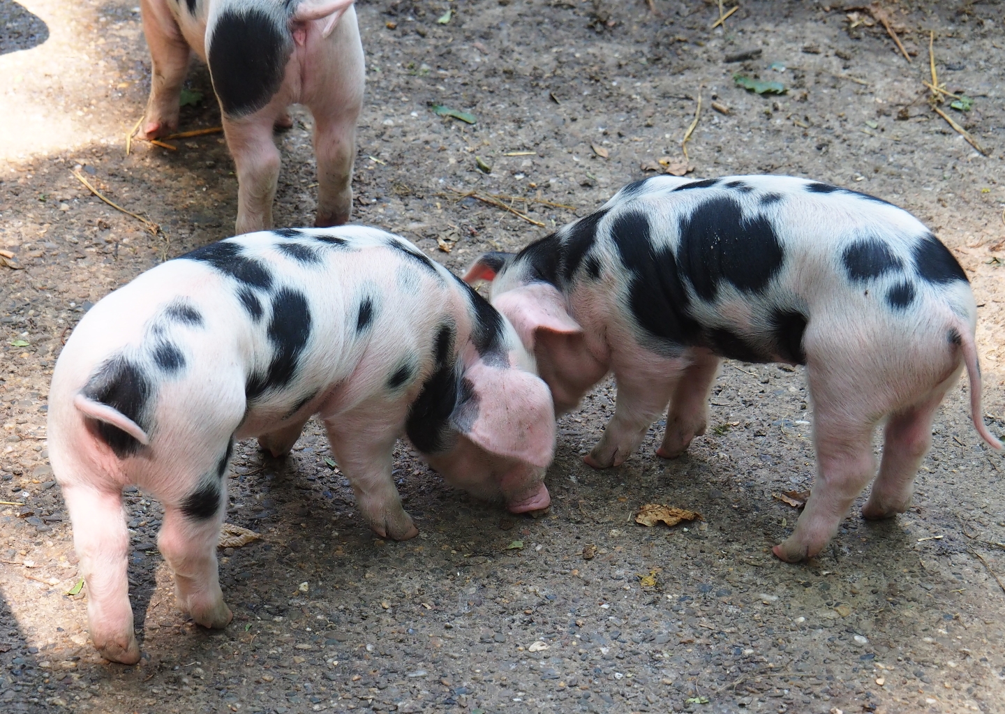 Bentheim black pied piglets (Sus scrofa domestica), Aug 28th, 2018
