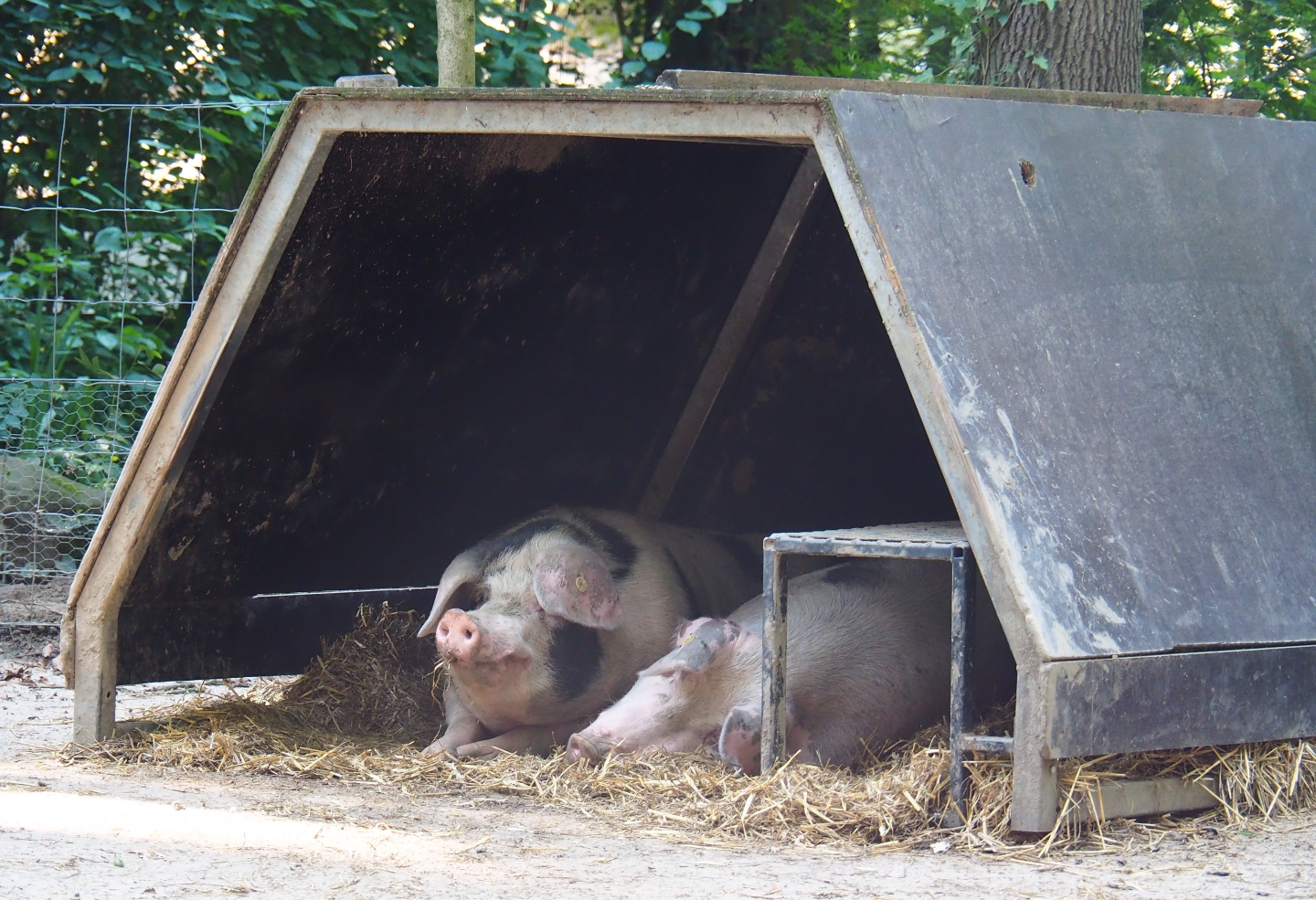 Bentheim black pied pigs (Sus scrofa domesticus), Aug 28th, 2018