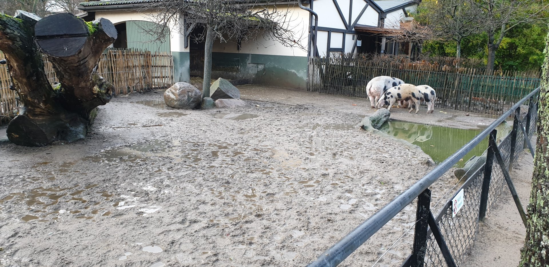 Bentheimer country pig - enclosure