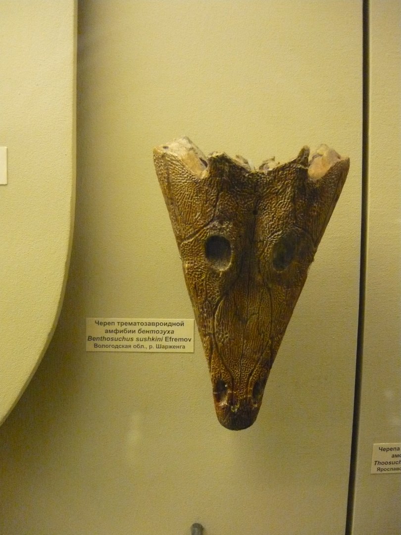 Benthosuchus sushkini skull