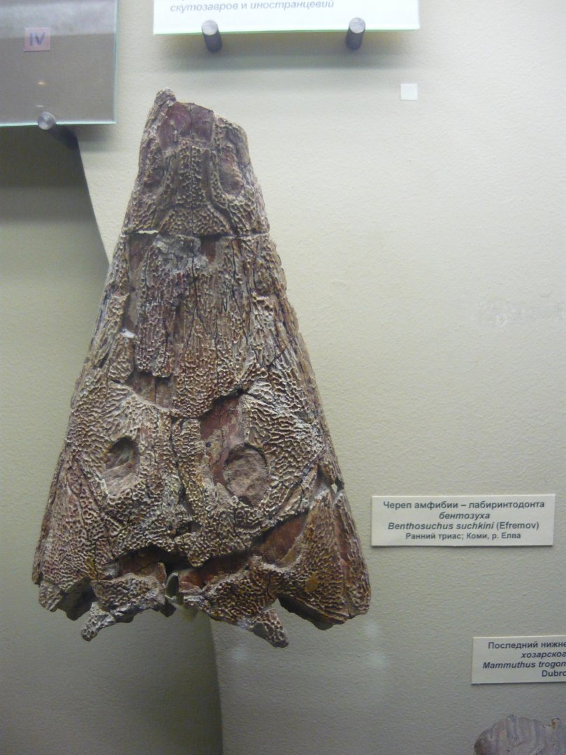 Bentosuchus sushkini skull