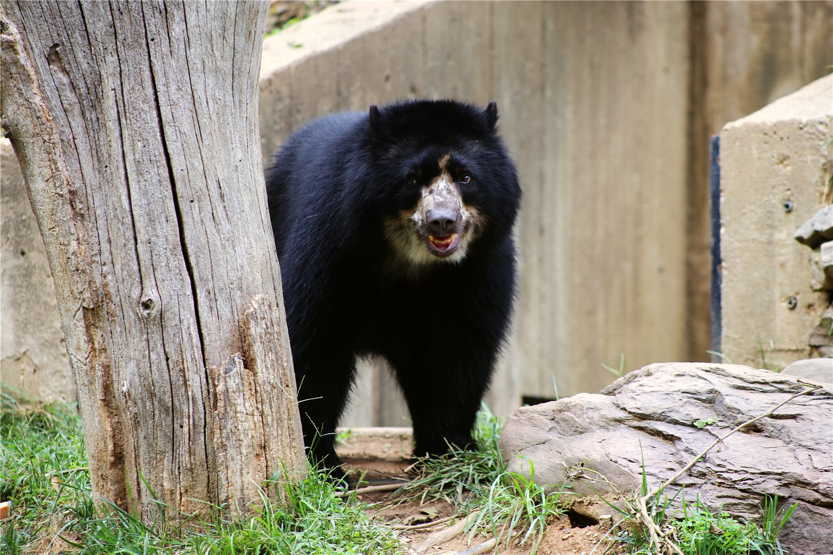 Beorn the Andean bear