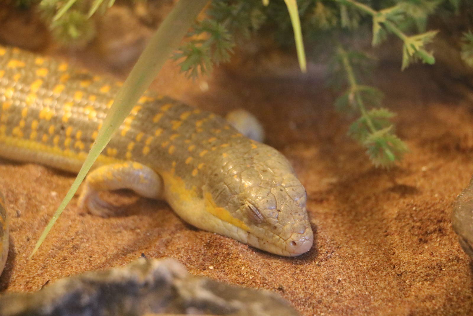 Berber skink, November 2015