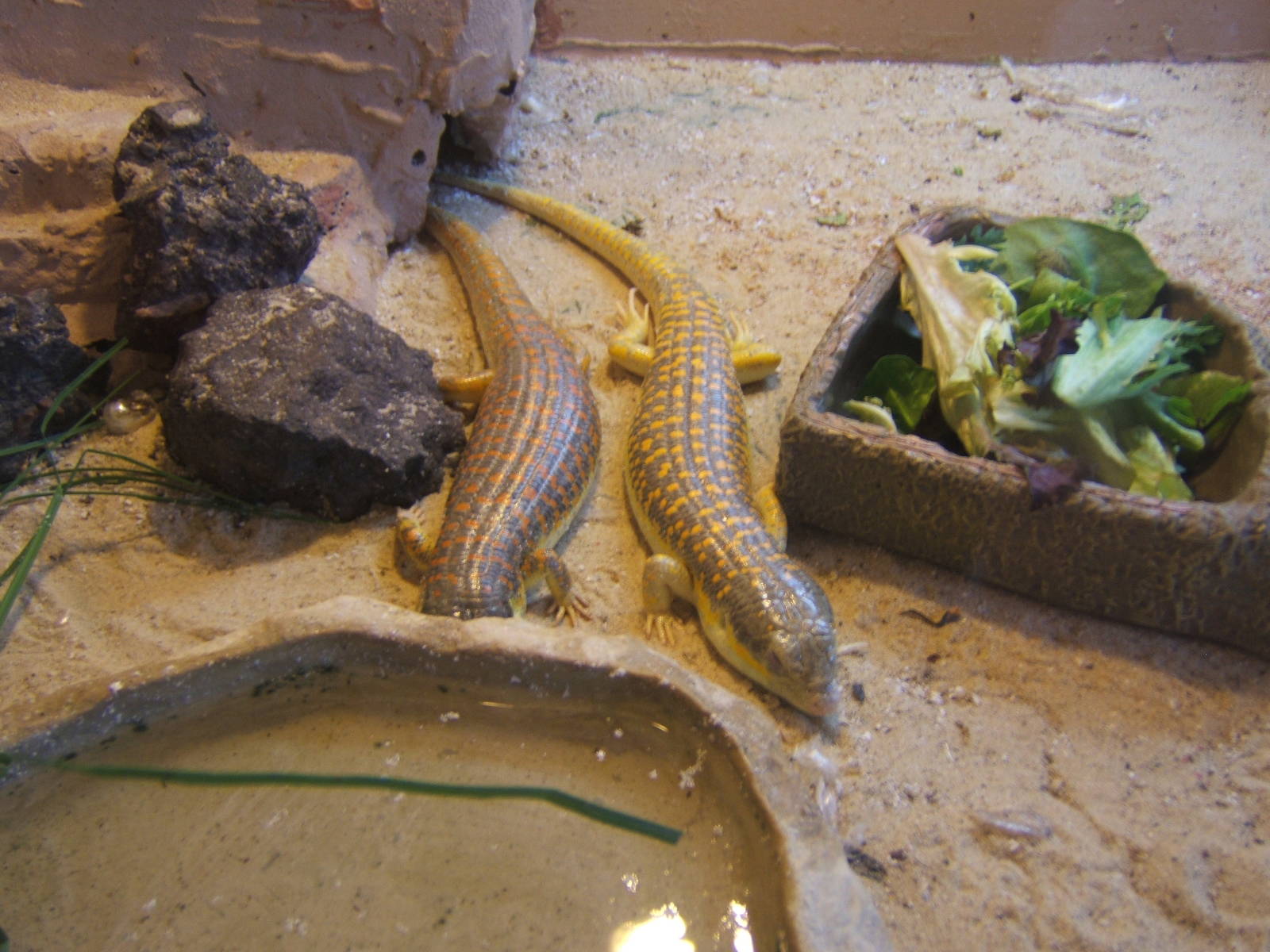Berber Skink