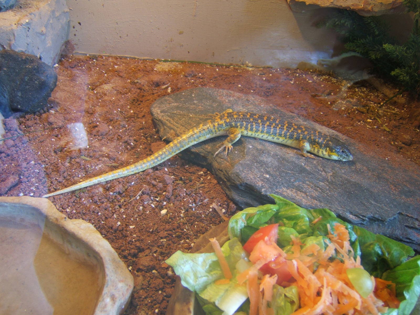 Berber Skink