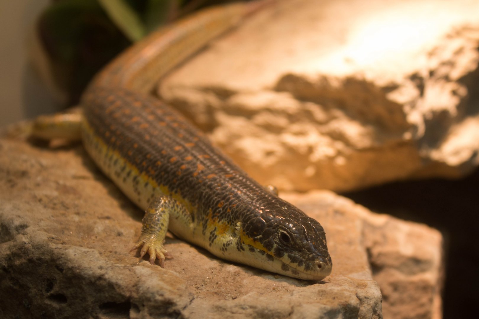 Berber skink