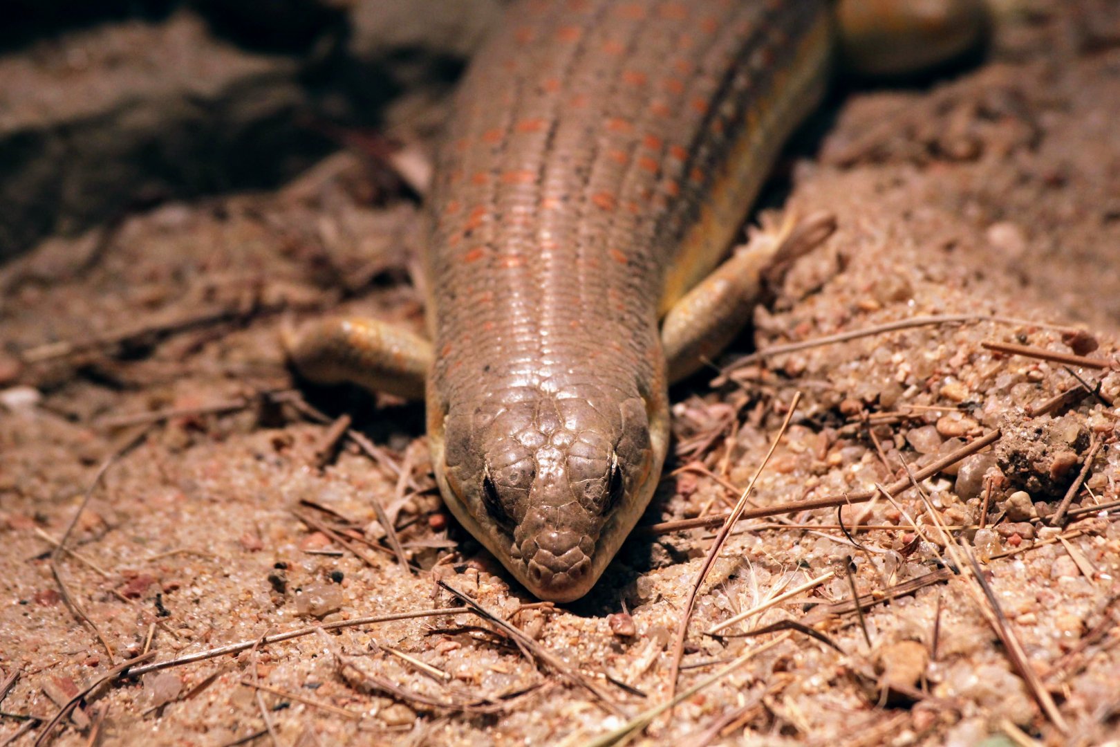 Berber Skink