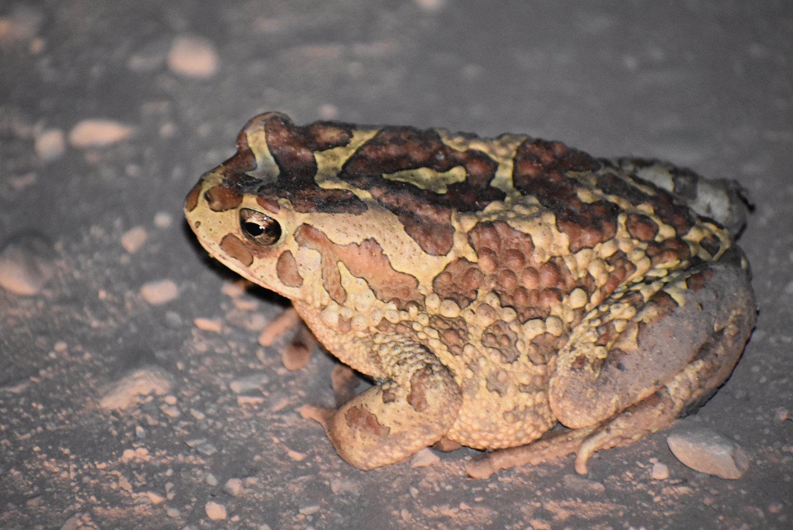 (Berber?) Toad ID' - (Issen, Morocco)