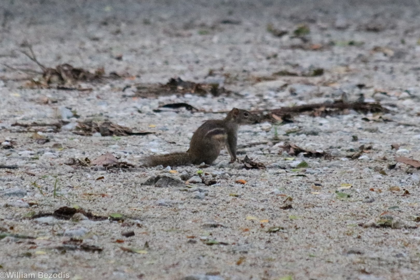Berdmore's Ground Squirrel - Bang Pra Non-hunting Area