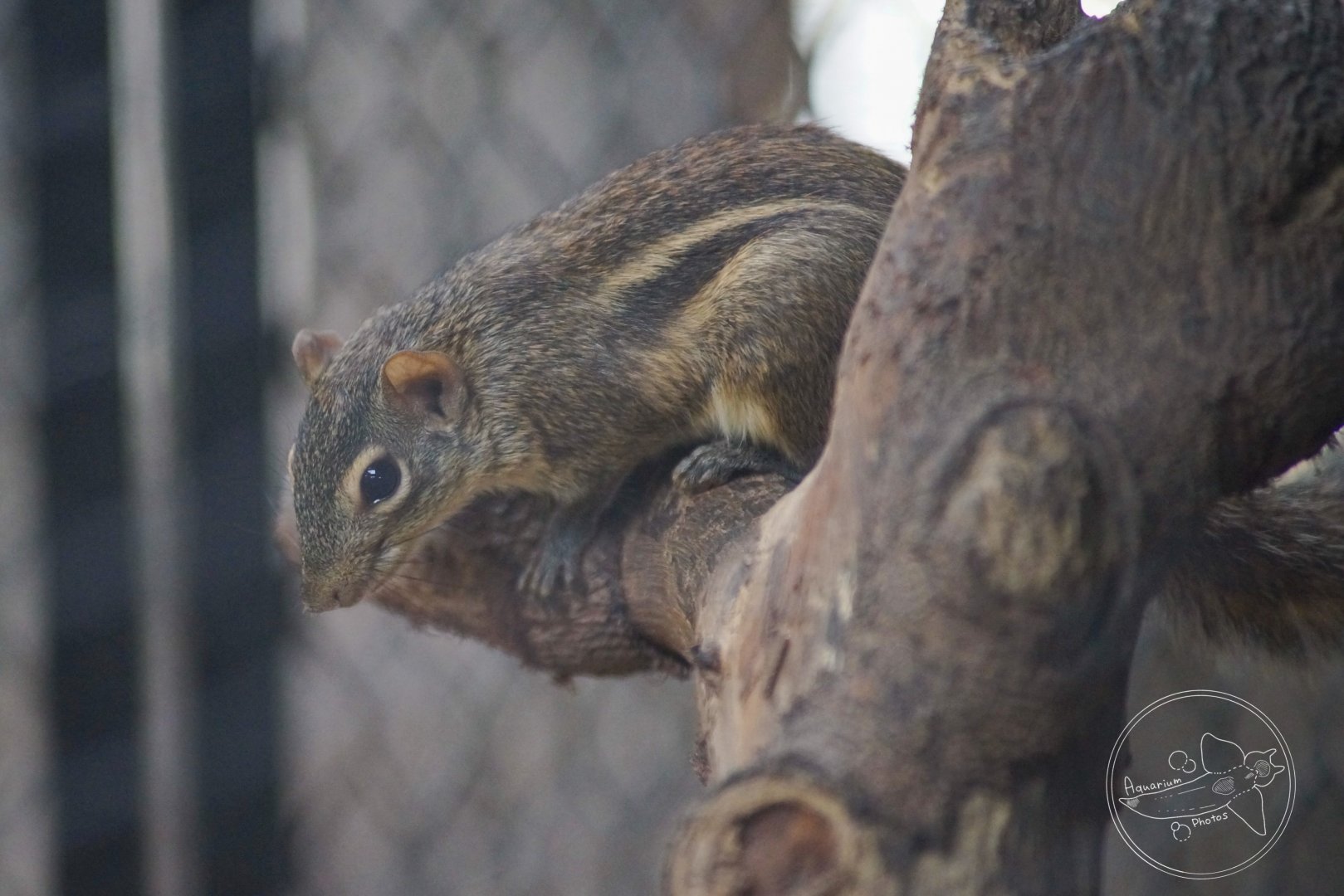 Berdmore's Ground Squirrel (Menetes berdmorei)
