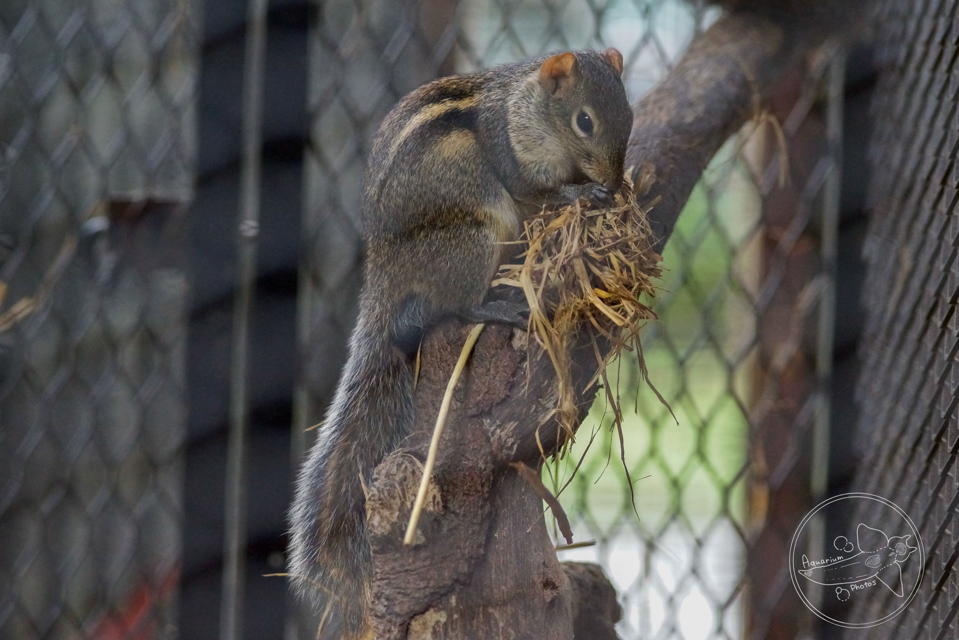 Berdmore's Ground Squirrel (Menetes berdmorei)