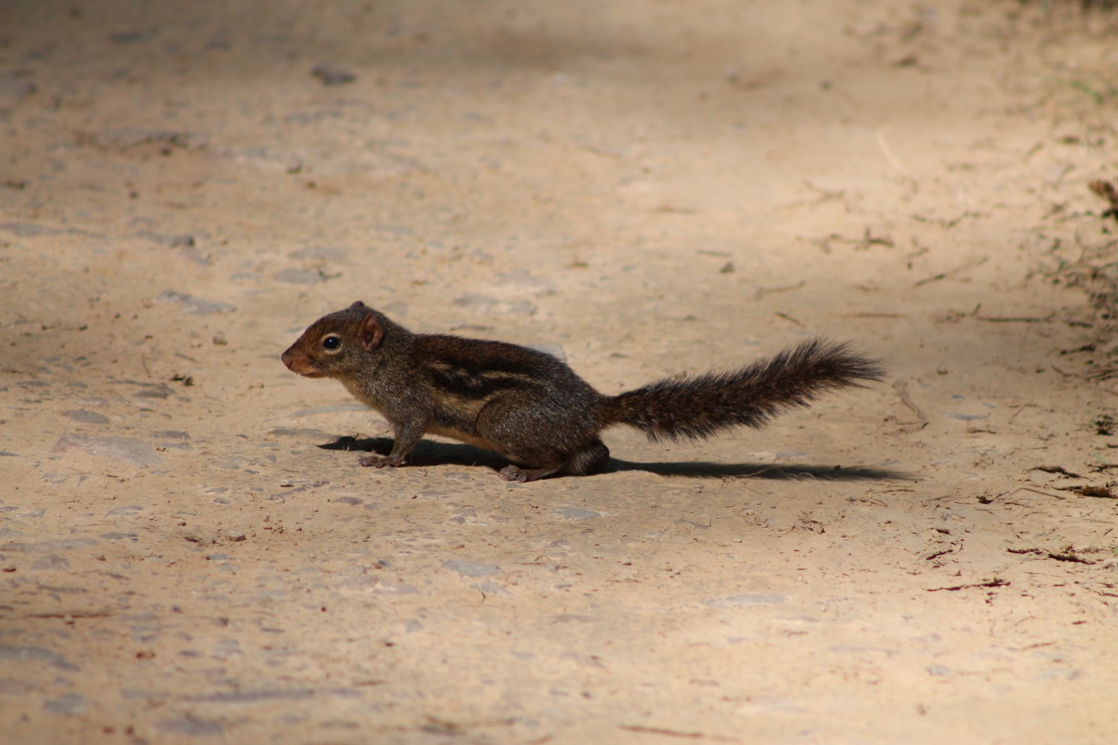 Berdmore's (Indochinese) Ground Squirrel (Menetes berdmorei)