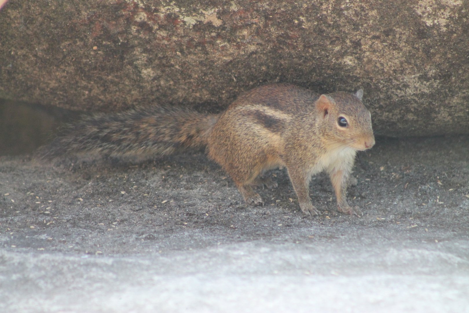 Berdmore's (Indochinese) Ground Squirrel (Menetes berdmorei)