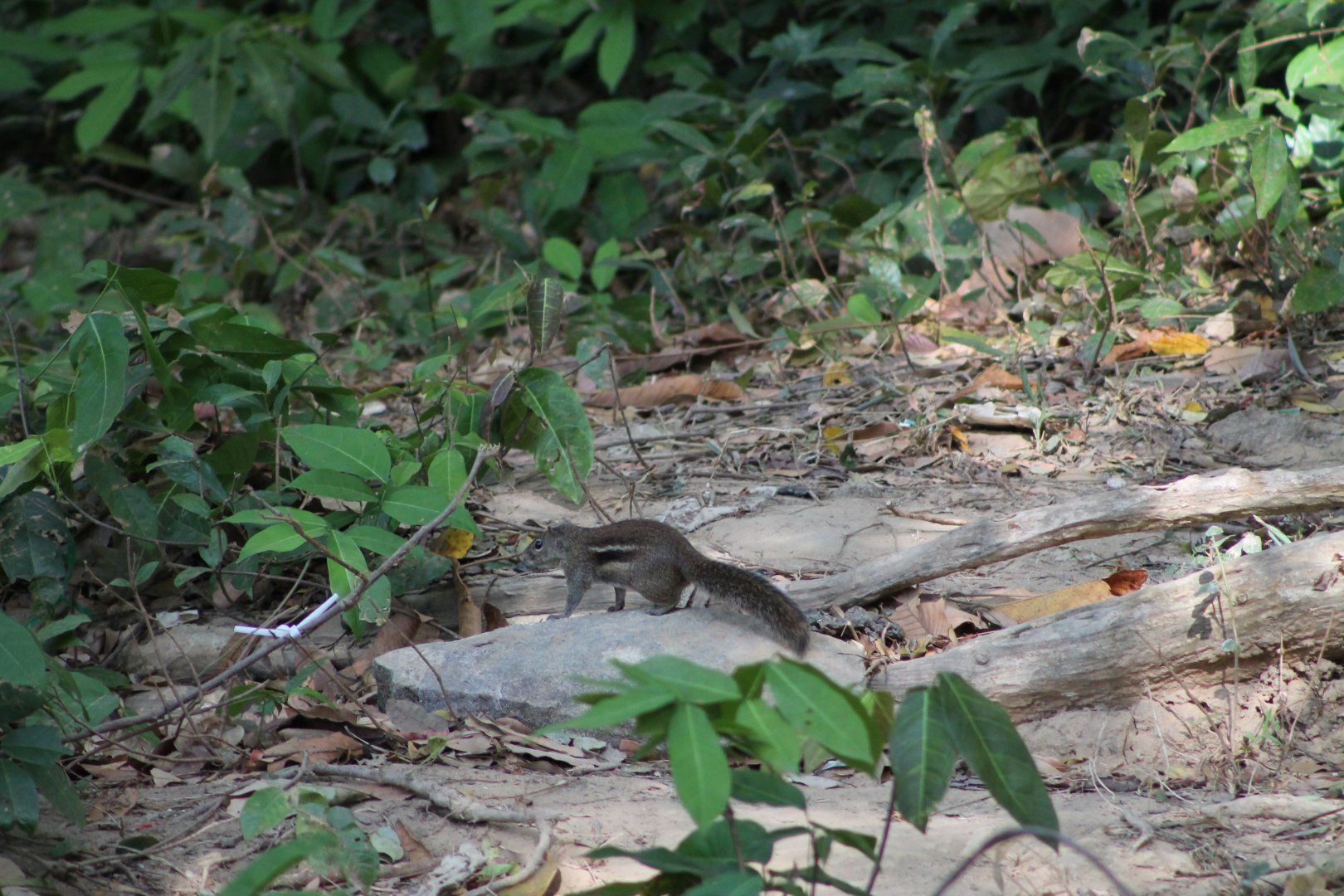 Berdmore's (Indochinese) Ground Squirrel (Menetes berdmorei)