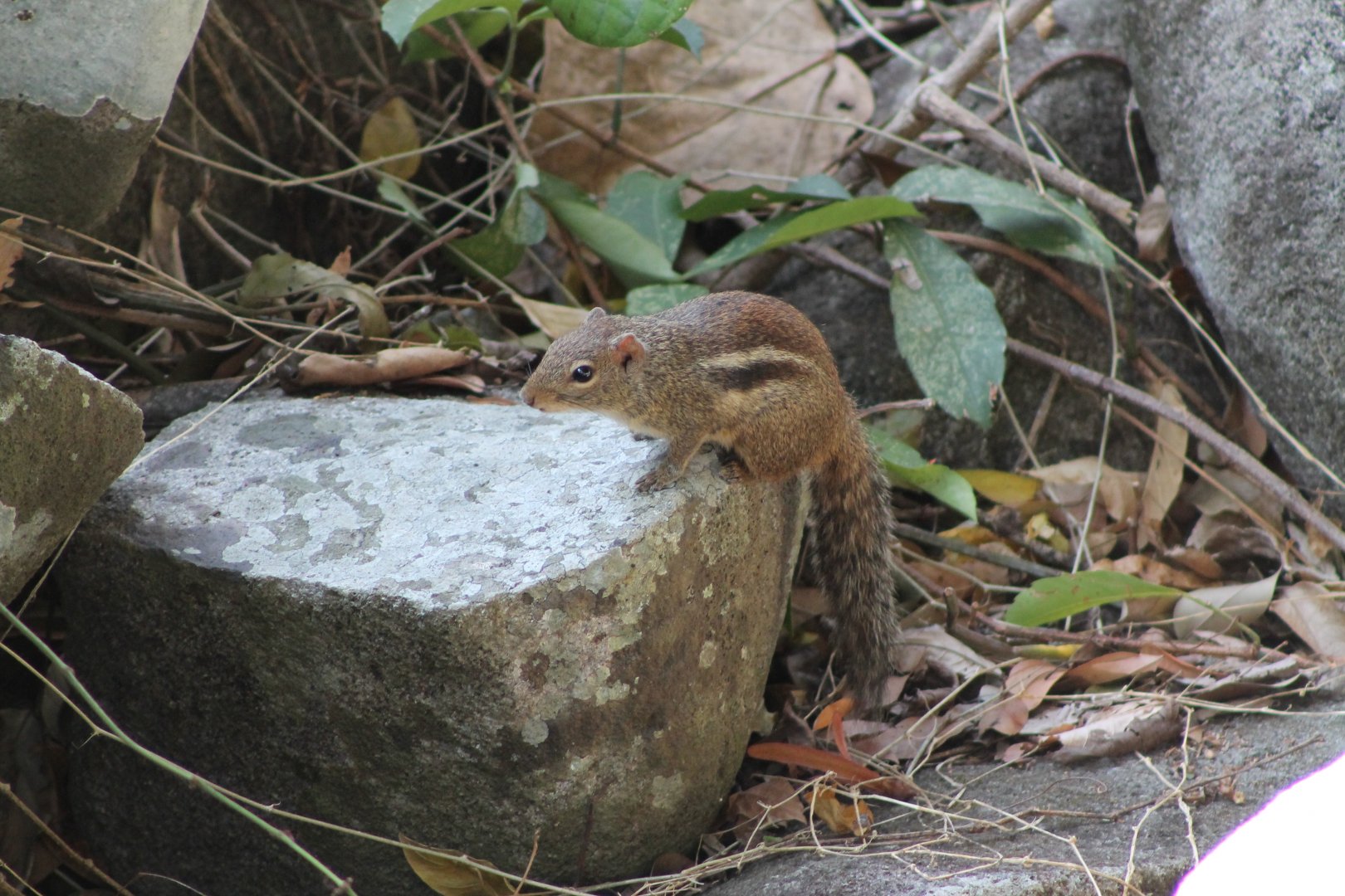 Berdmore's (Indochinese) Ground Squirrel (Menetes berdmorei)