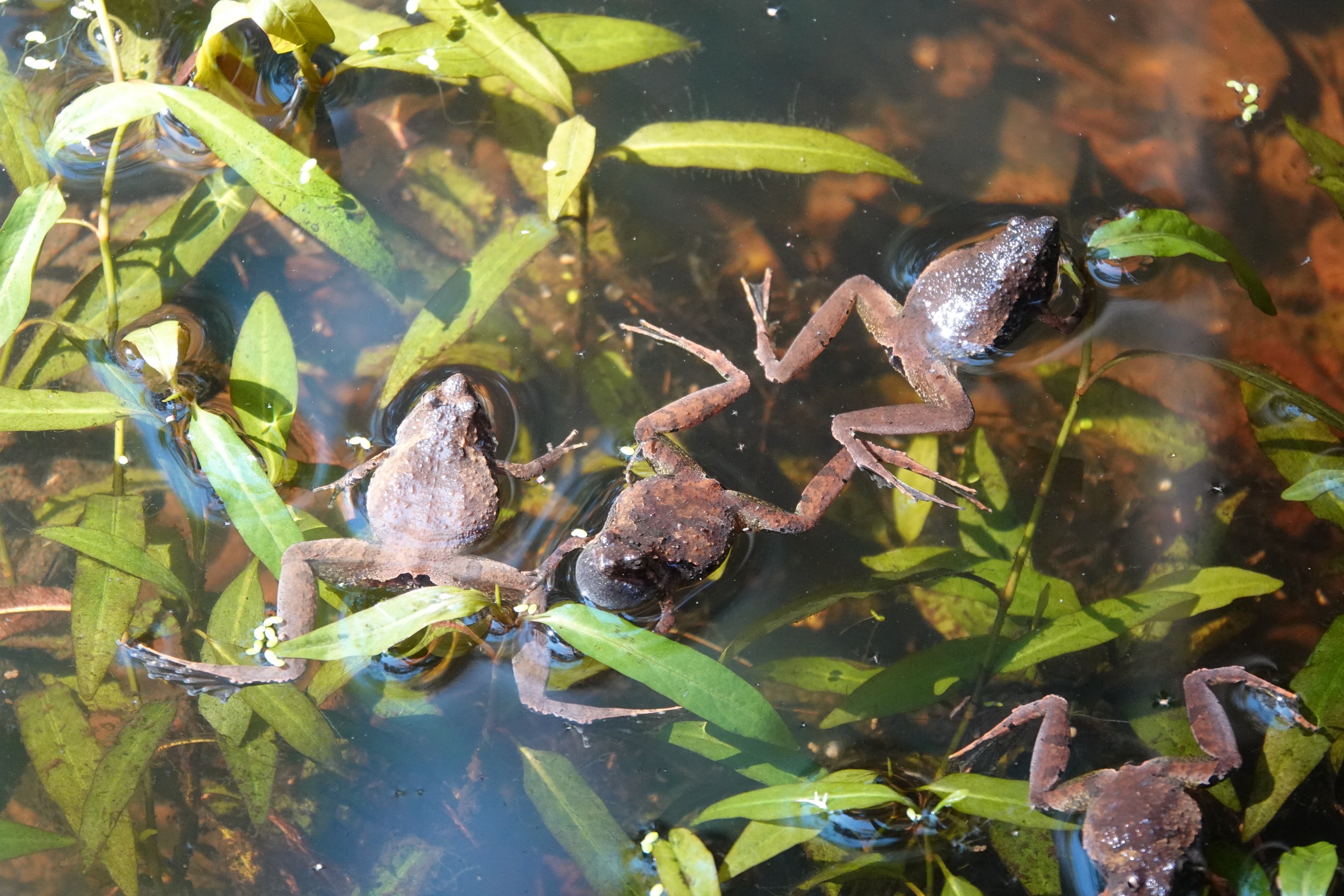 Berdmore's narrow-mouthed frog
