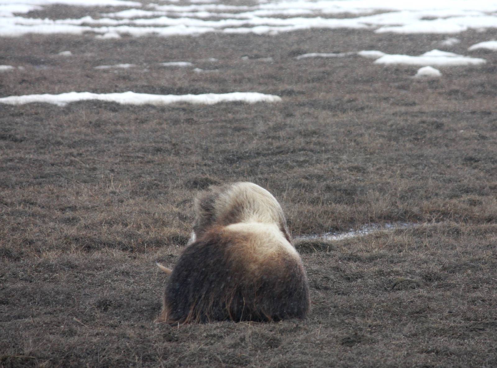Berengian Wholly Rhinoceros - Alaska
