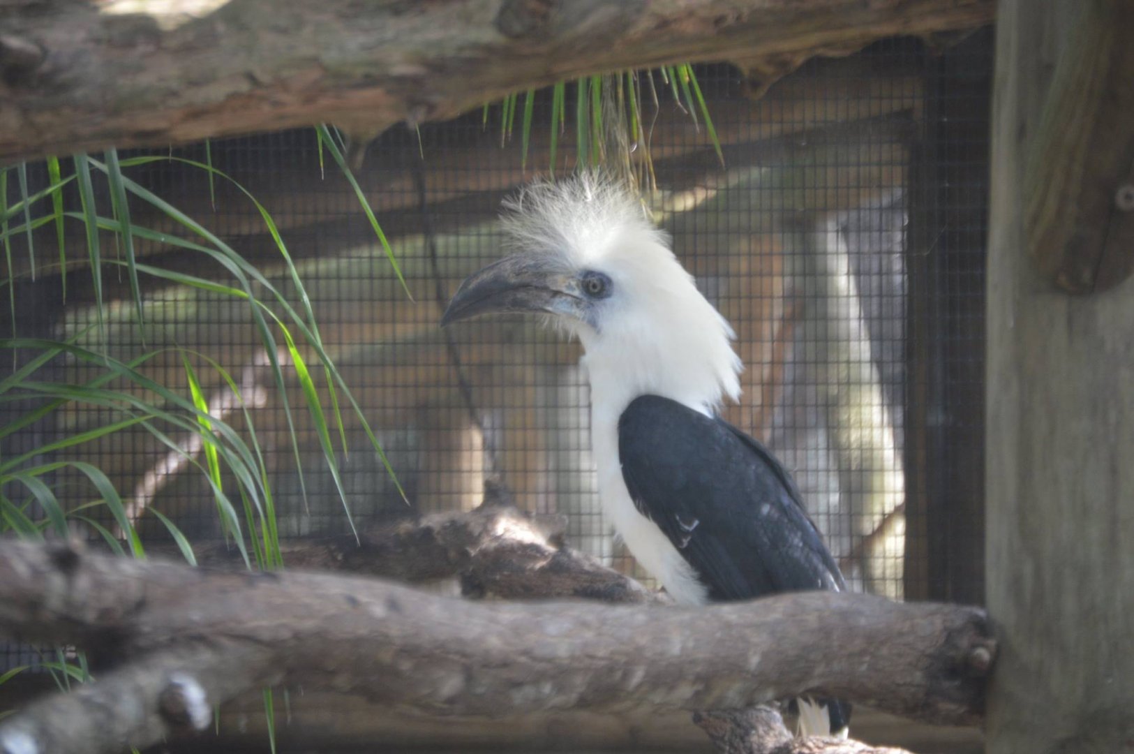 Berenicornis comatus