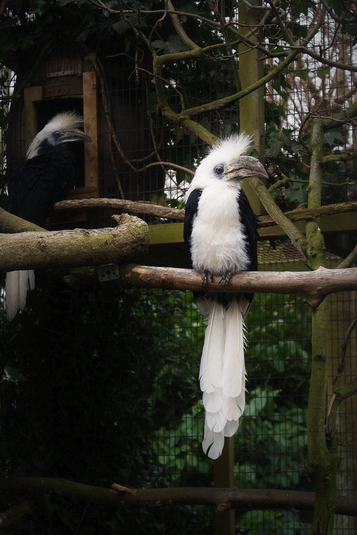 Berenicornis comatus