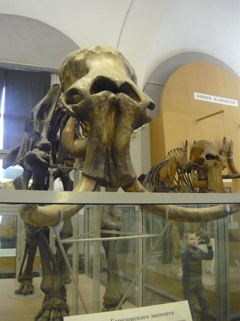 Berezovka mammoth skeleton