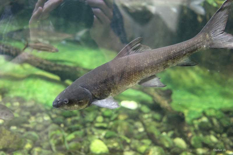 Berg-Breede River Whitefish (Barbus andrewi)