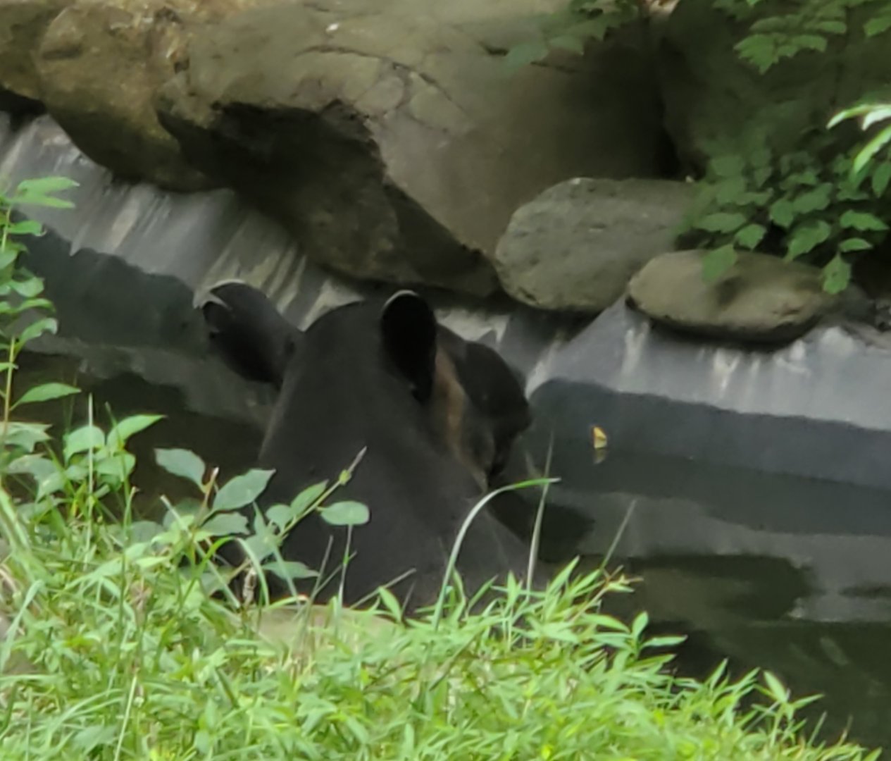 Bergen County Zoo (2022) - Baird's Tapir