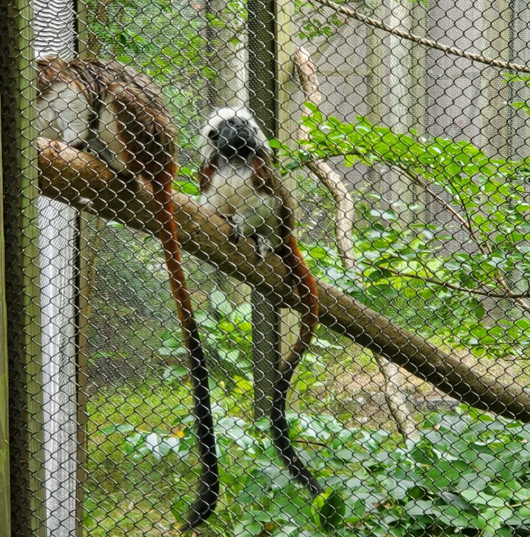 Bergen County Zoo (2022) - Cottontop Tamarin