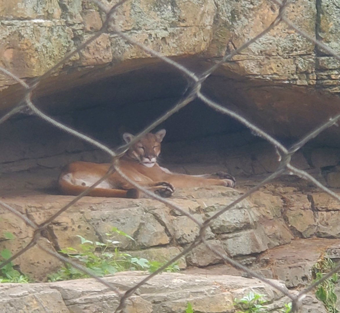 Bergen County Zoo (2022) - Cougar