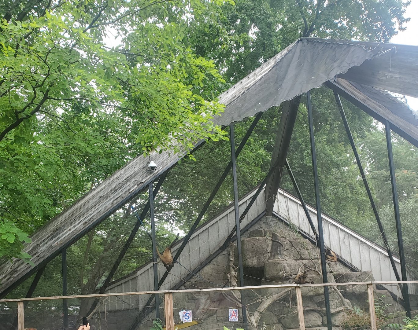 Bergen County Zoo (2022) - Geoffroy's Spider Monkey enclosure