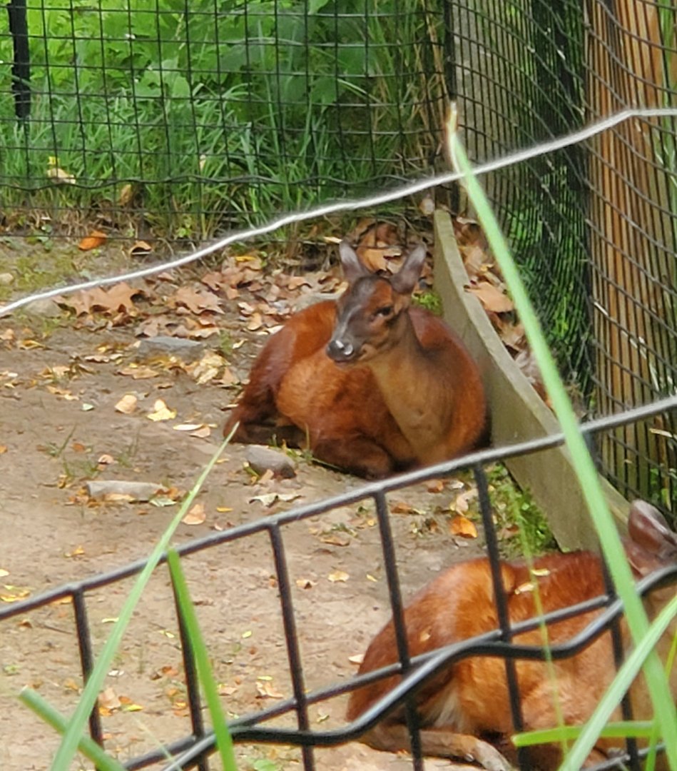 Bergen County Zoo (2022) - Red Brocket