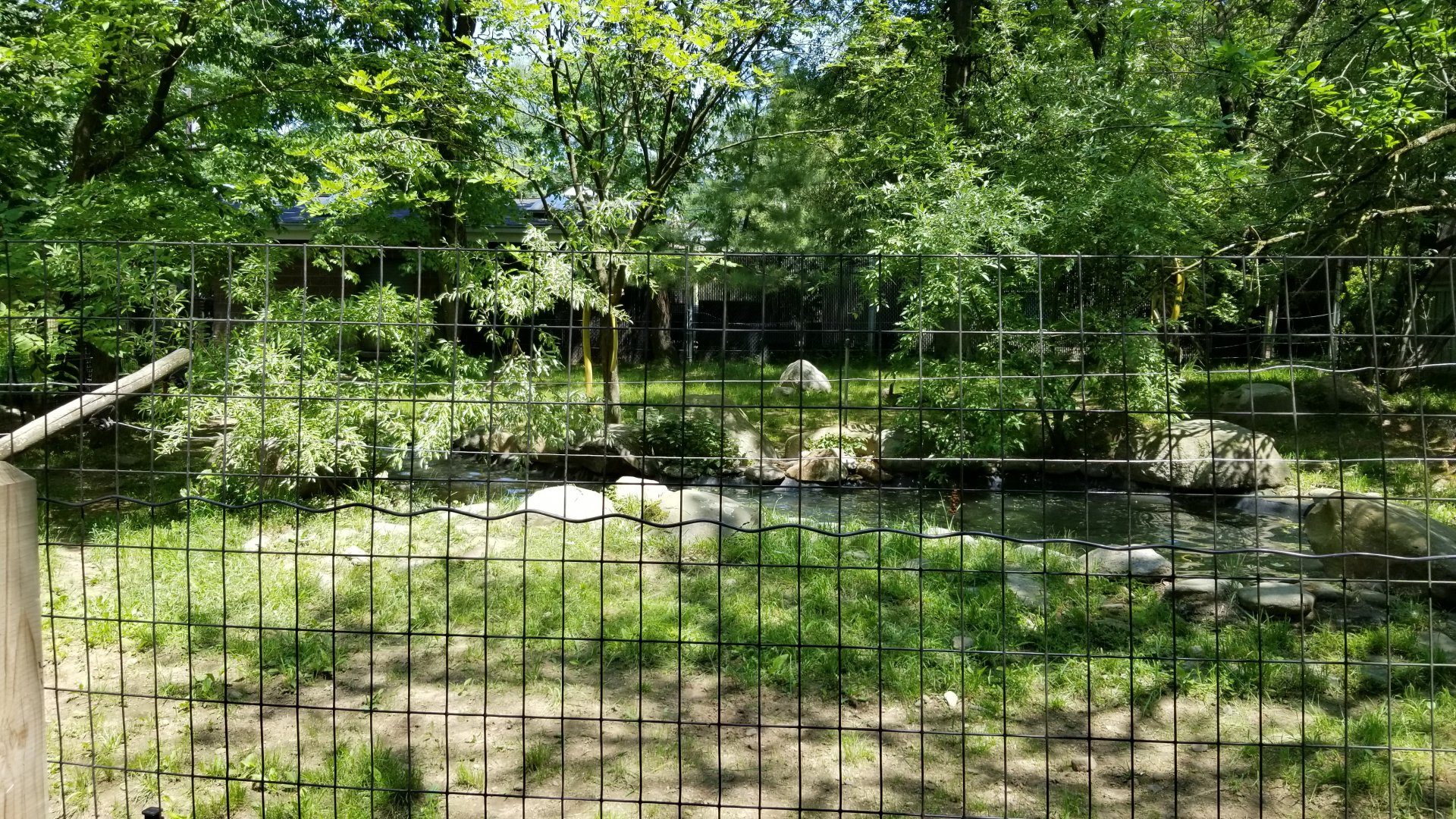 Bergen County Zoo - Baird's tapir (under water)