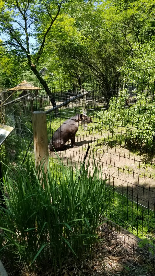 Bergen County Zoo - Baird's tapir