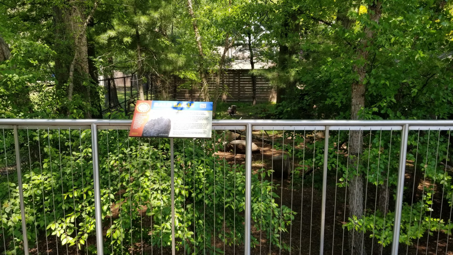 Bergen County Zoo - Bald eagle